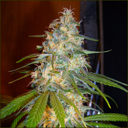 Ed Rosenthal Super Bud marijuana strain