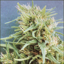 Ethiopian Highland marijuana strain