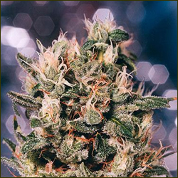 Euforia marijuana strain