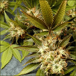 Fruit of the Gods marijuana strain