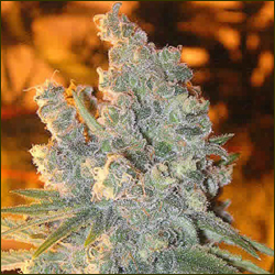 Fruity Thai marijuana strain