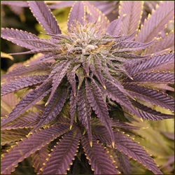 Funxta'z Purple Cali Kush marijuana strain