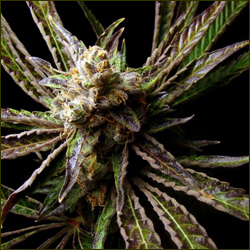 G-Bomb marijuana strain