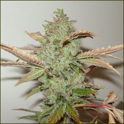 G13 Diesel marijuana strain