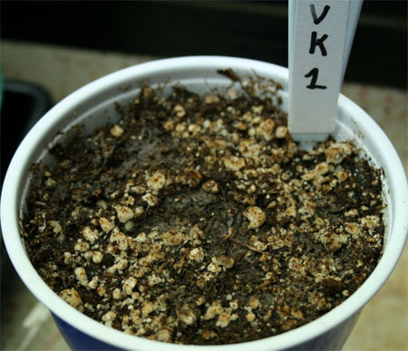 marijuana seed germination soil
