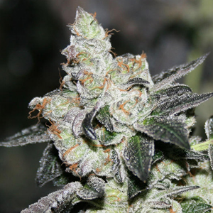 Girl Scout Cookies marijuana strain