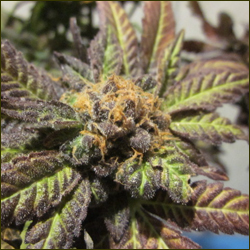 Granddaddy Purple marijuana strain