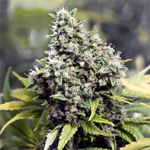 Grapefruit marijuana strain