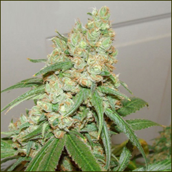 Green Crack marijuana strain