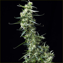 Green House Thai marijuana strain