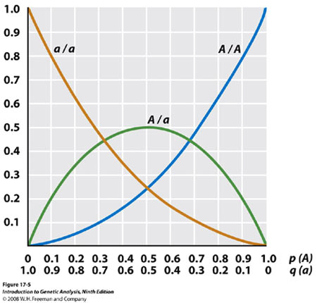 hardy-weinberg equilibrium