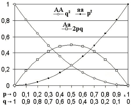 hardy-weinberg equilibrium