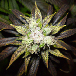 Hashmaster marijuana strain