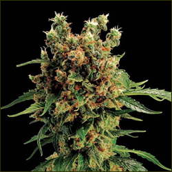 Hash Plant marijuana strain