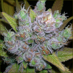 Hashberry marijuana strain