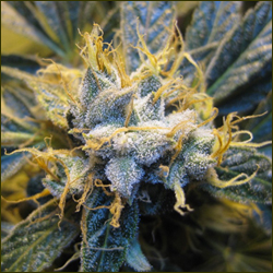 Hawaiian Haze marijuana strain