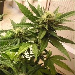 Hawaiian Sativa marijuana strain