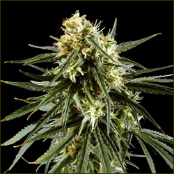 Hawaiian Snow marijuana strain