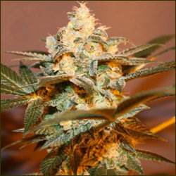 Headband marijuana strain