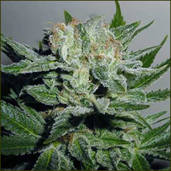 Heavy Duty Fruity marijuana strain