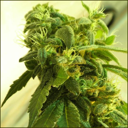 Herijuana marijuana strain