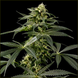 Himalaya Gold marijuana strain