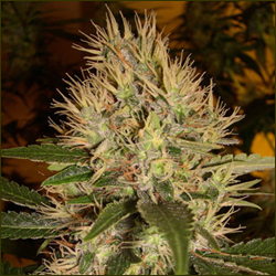 Hindu Kush marijuana strain