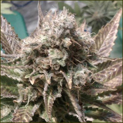 Ice Cream marijuana strain