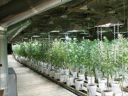 indoor marijuana grow