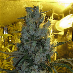 Island Sweet Skunk marijuana strain