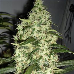 Jack F6 marijuana strain