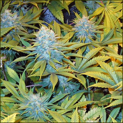 Jack Flash marijuana strain