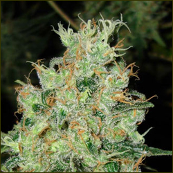 Jack Flash #5 marijuana strain