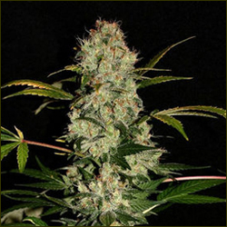 Jack Herer marijuana strain