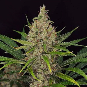 Jack O Nesia marijuana strain