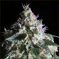 Jacky White marijuana strain