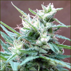 Jamaican Pearl marijuana strain