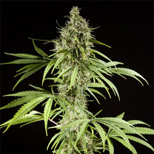 K13 Haze marijuana strain