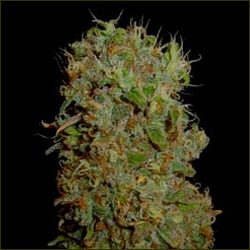 Kahuna marijuana strain