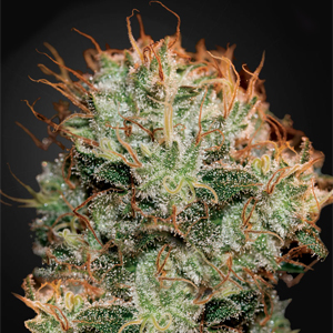 Kaia Kush marijuana strain