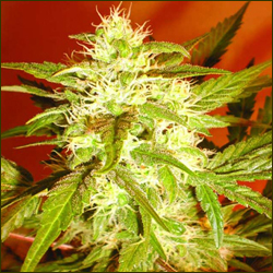 Kaya marijuana strain