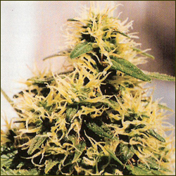 KC 33 marijuana strain