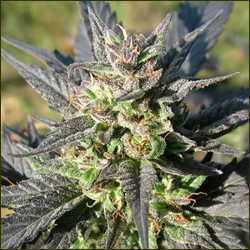KC 36 marijuana strain