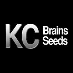 KC Brains logo