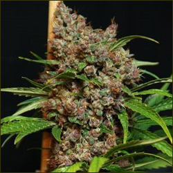 Killing Fields marijuana strain