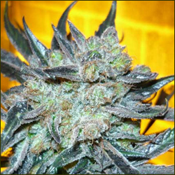 King's Kush marijuana strain