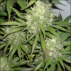 Kiwiskunk marijuana strain