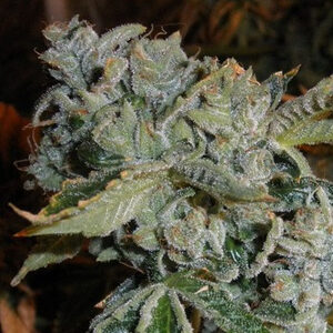 Read more about the article Kosher Kush