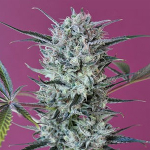Krystalica marijuana strain
