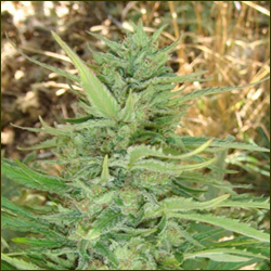 Kushadelic marijuana strain